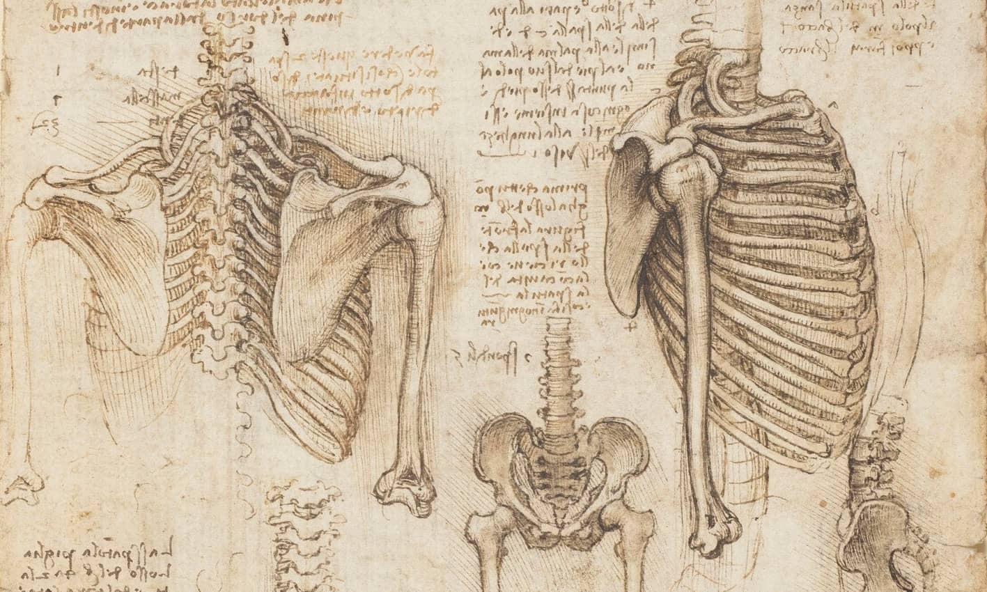 Anatomy & Physiology Live